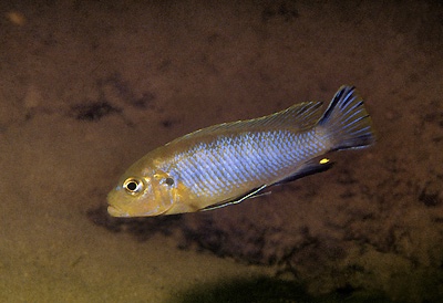 Maylandia sp. 'lime nkhomo' Nkhomo Reef